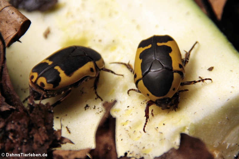 Südafrikanische Fruchtkäfer (Pachnoda sinuata)