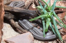 Schwarze Erdnatter (Pantherophis obsoletus) im Aquazoo Löbbecke Museum Düsseldorf