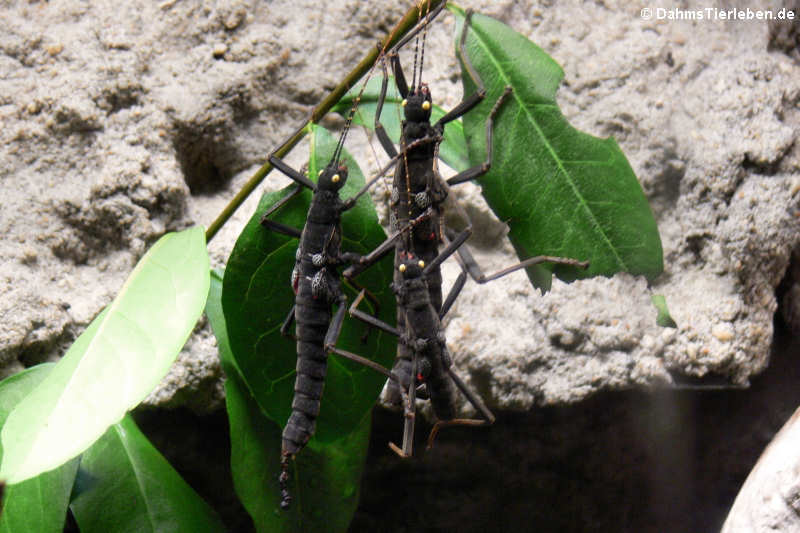 Peru-Stabschrecken (Peruphasma schultei)