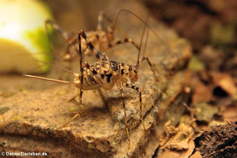 Höhlengrillen (Phaeophilacris bredoides)