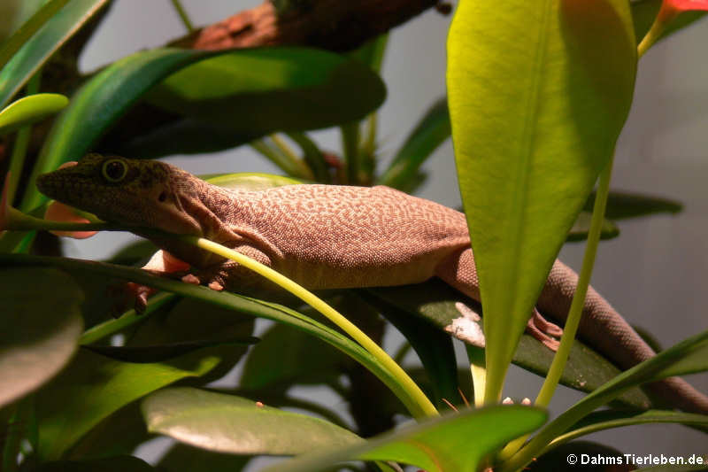 Standings Taggecko (Phelsuma standingi)