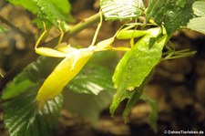 Philippinisches Wandelndes Blatt (Phyllium philippinicum) im Aquazoo Löbbecke Museum Düsseldorf