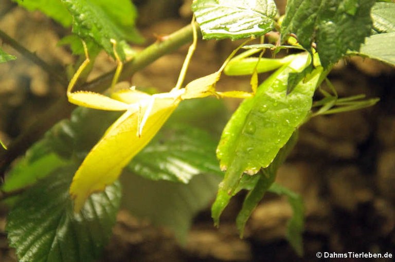 Phyllium philippinicum