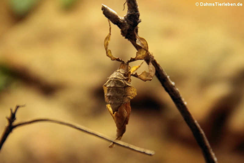 Geistermantis (Phyllocrania paradoxa)