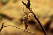 Geistermantis (Phyllocrania paradoxa) im Aquazoo Löbbecke Museum Düsseldorf