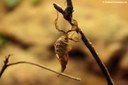Phyllocrania paradoxa