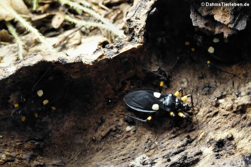 Zweifleck-Raubwanze (Platymeris biguttatus)