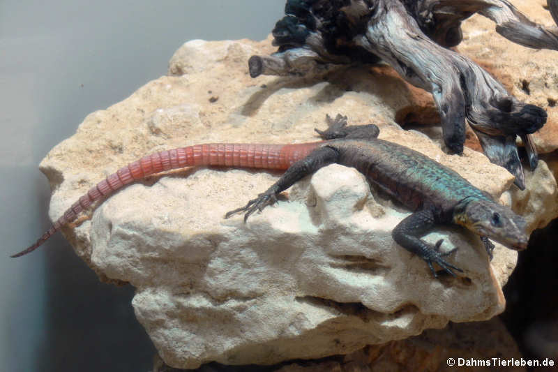 Platysaurus intermedius subniger-1