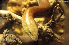 Scheltopusik (Pseudopus apodus) im Aquazoo Löbbecke Museum Düsseldorf