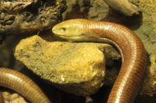 Scheltopusik (Pseudopus apodus) im Aquazoo Löbbecke Museum Düsseldorf