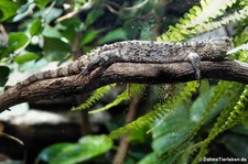 Krokodilschwanzechse (Shinisaurus crocodilurus) im Aquazoo Löbbecke Museum Düsseldorf