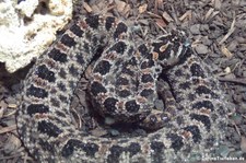 Dunkle Zwergklapperschlange (Sistrurus miliarius barbouri) im Aquazoo Löbbecke Museum Düsseldorf