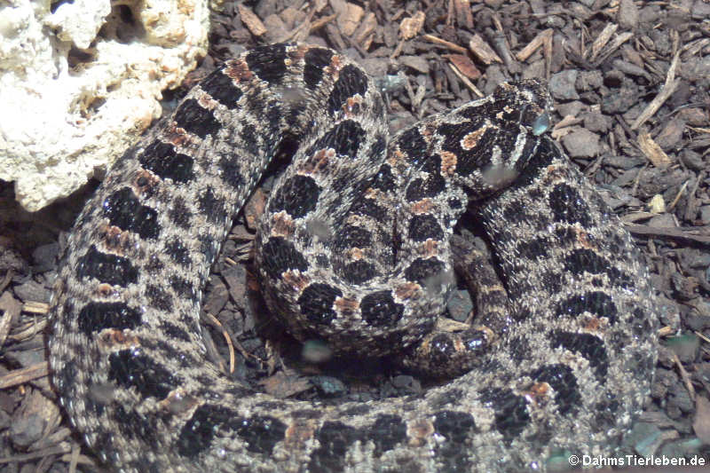 Sistrurus miliarius barbouri-2