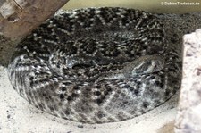 Dunkle Zwergklapperschlange (Sistrurus miliarius barbouri) im Aquazoo Löbbecke Museum Düsseldorf