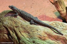 Warrens Gürtelschweif (Smaug warreni) im Aquazoo Löbbecke Museum Düsseldorf