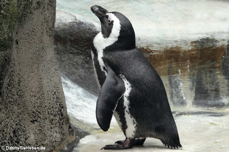 Brillenpinguin (Spheniscus demersus)