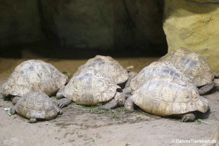 Stigmochelys pardalis