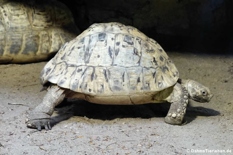 Stigmochelys pardalis (Südliche Pantherschildkröte)