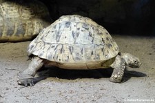 Südliche Pantherschildkröte (Stigmochelys pardalis pardalis) im Aquazoo Löbbecke Museum Düsseldorf