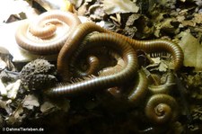 Telodeinopus aoutii
im Aquazoo Löbbecke Museum Düsseldorf Telodeinopus aoutii-1