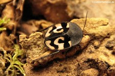 Fragezeichenschabe (Therea olegrandjeani) im Aquazoo Löbbecke Museum Düsseldorf