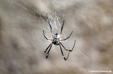 Trichonephila senegalensis-4