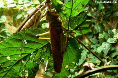 Südamerikanische Riesenheuschrecke (Tropidacris collaris)