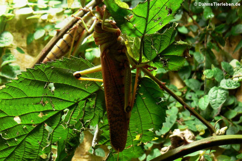 Südamerikanische Riesenheuschrecke (Tropidacris collaris)