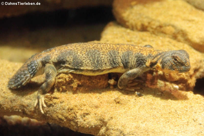 Oman-Dornschwanzagame (Uromastyx thomasi)