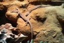 Varanus caudolineanus