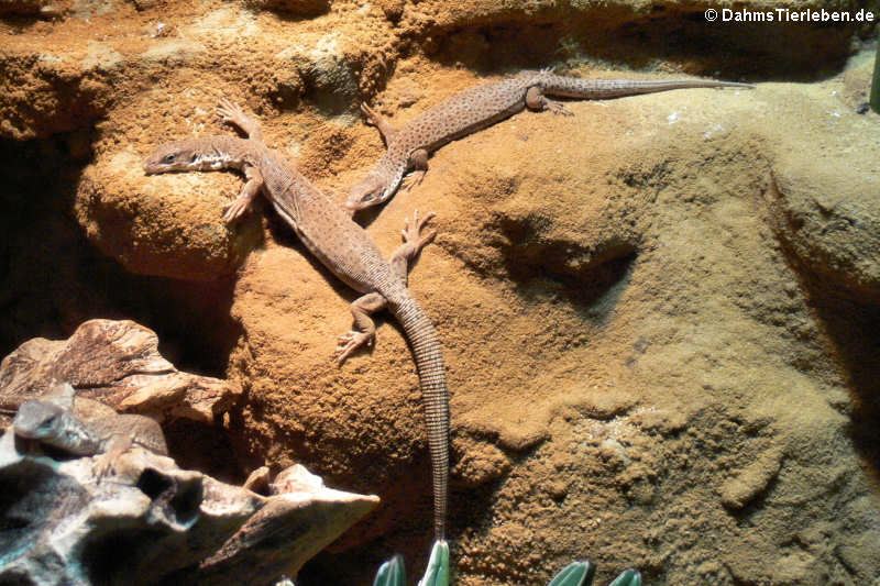 Streifenschwanzwarane Varanus caudolineatus-1