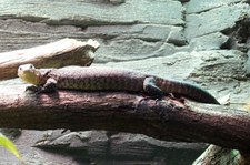 Mitchells Waran (Varanus mitchelli) im Aquazoo Löbbecke Museum Düsseldorf