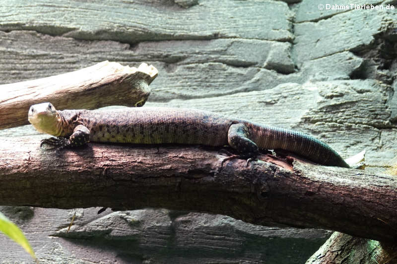 Varanus mitchelli