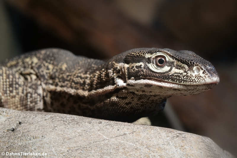 Arguswaran (Varanus panoptes horni)