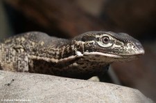 Horns Arguswaran (Varanus panoptes horni) im Aquazoo Löbbecke Museum Düsseldorf