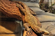 Papuawaran (Varanus salvadorii) im Aquazoo Löbbecke Museum Düsseldorf