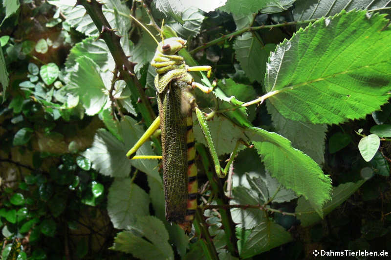 Harlekinschrecke (Zonocerus variegatus)