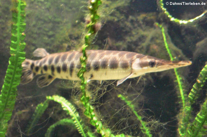 Lepisosteus oculatus