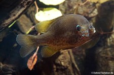 Sonnenbarsch (Lepomis gibbosus) im Aquazoo Löbbecke Museum Düsseldorf