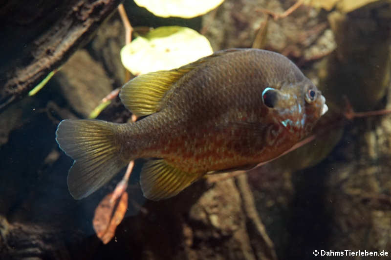 Sonnenbarsch (Lepomis gibbosus)