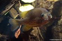 Lepomis gibbosus