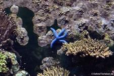 Blauer Seestern (Linckia laevigata) im Aquazoo Löbbecke Museum, Düsseldorf