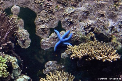 Blauer Seestern (Linckia laevigata)