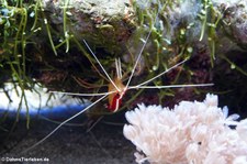 Indopazifische Weißband-Putzergarnele (Lysmata amboinensis) im Aquazoo Löbbecke Museum Düsseldorf