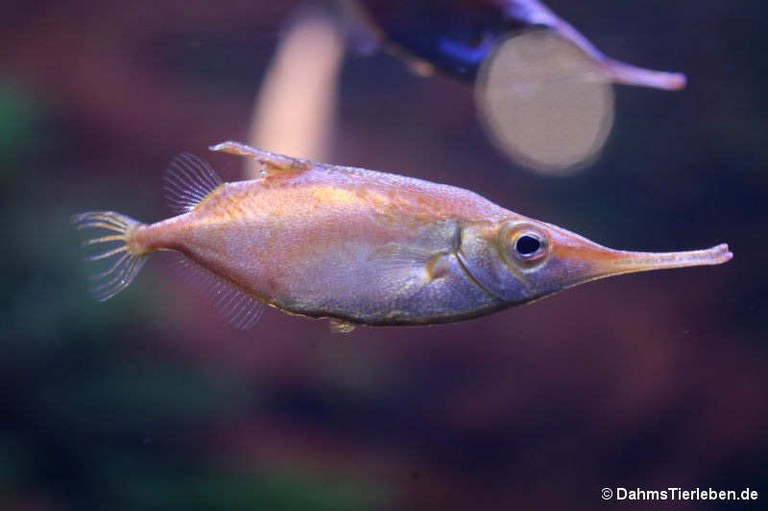 Macroramphosus scolopax