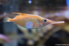 Gewöhnlicher Schnepfenfisch (Macroramphosus scolopax) im Aquazoo Löbbecke Museum, Düsseldorf