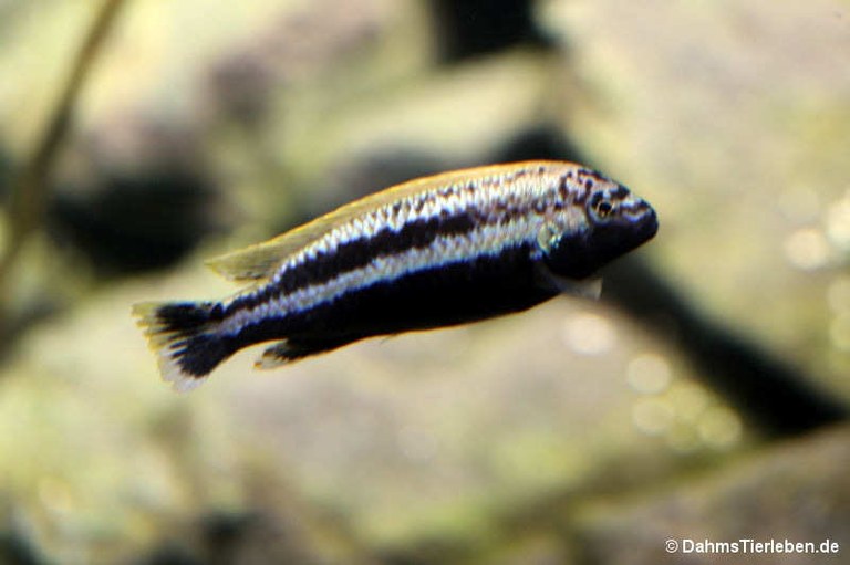 Melanochromis auratus