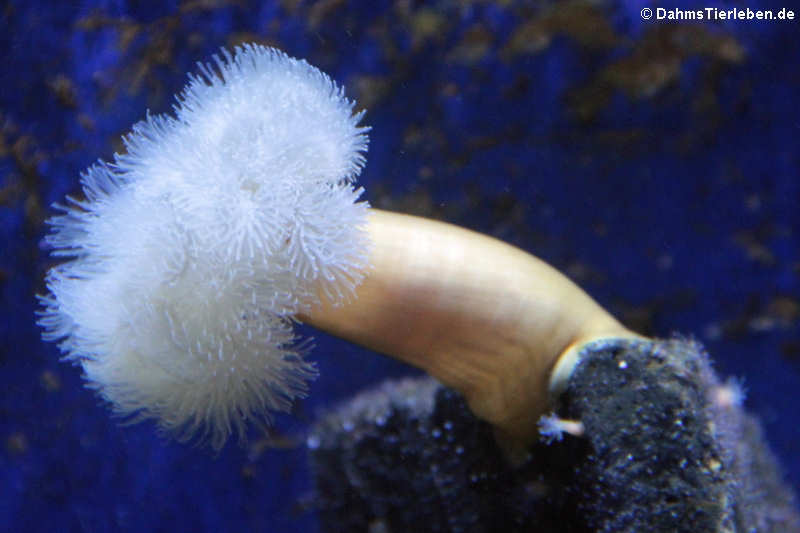 Seenelke Metridium senile-2