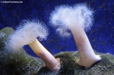 Seenelke (Metridium senile) im Aquazoo Löbbecke Museum Düsseldorf