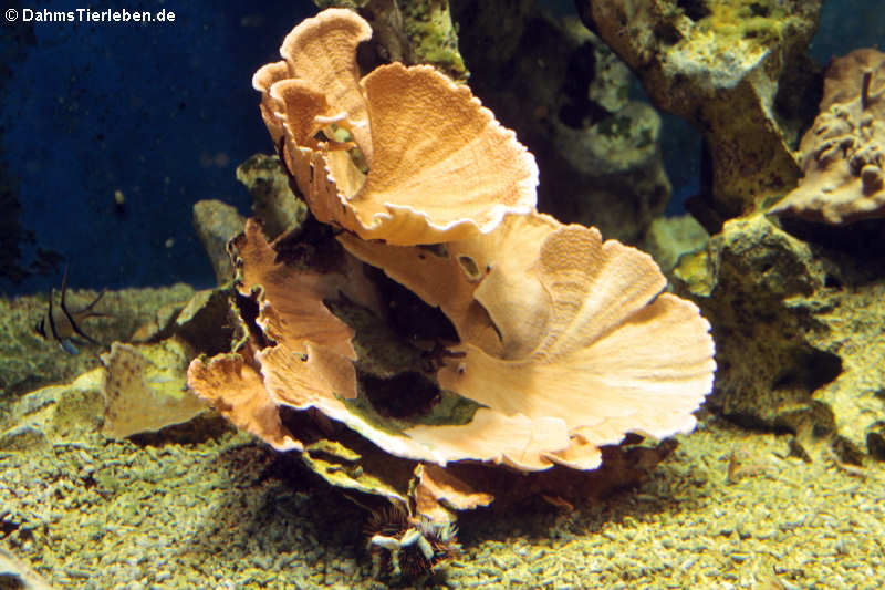 Steinkoralle oder Porenkoralle (Montipora spec)